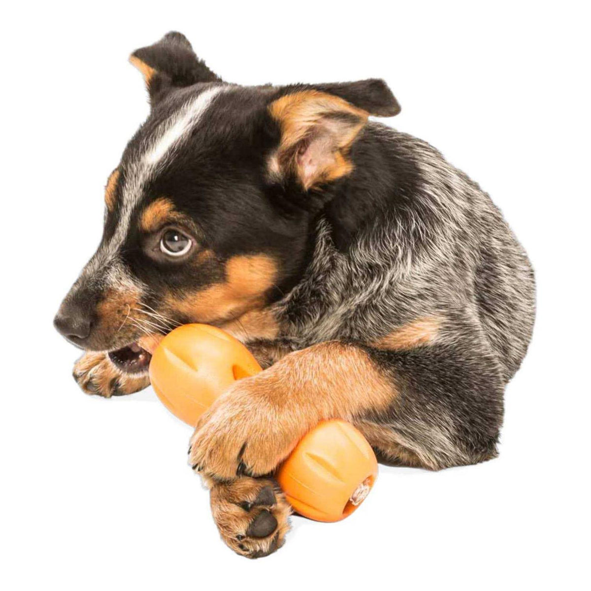 Dog Toy H30501