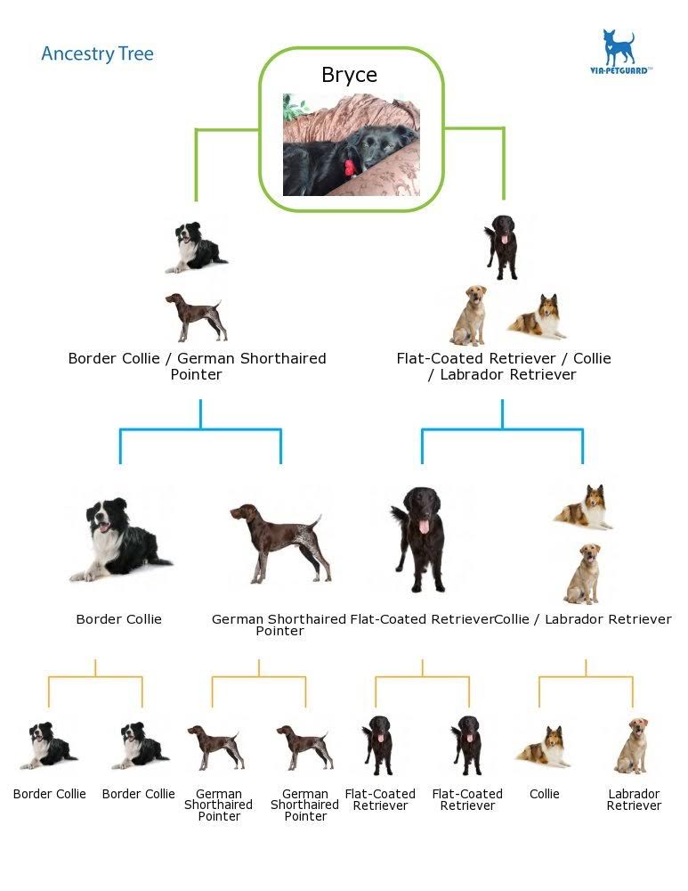 Dog DNA Breed Identification Test Cheek Swab Kit P42870