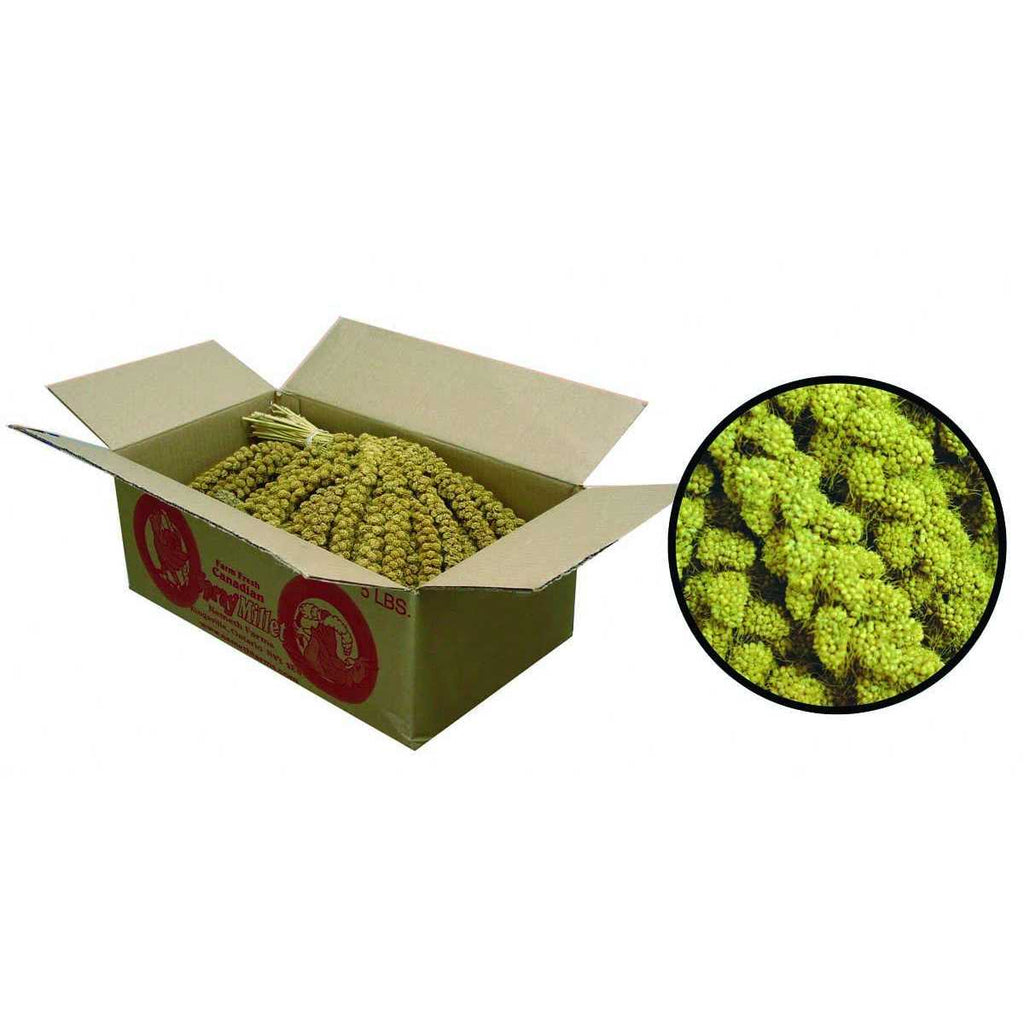 Millet Spray Q283