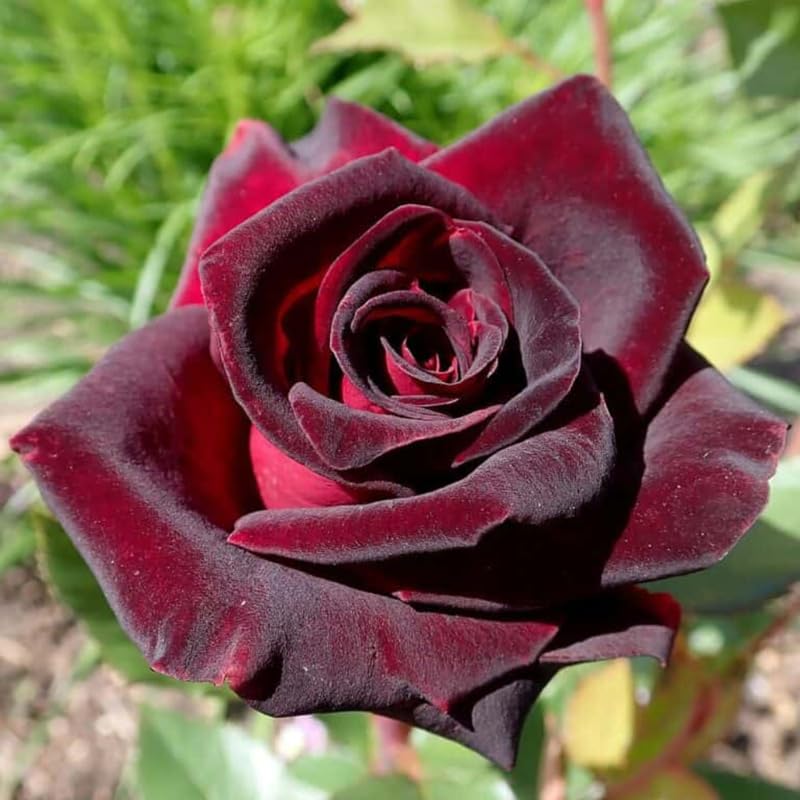Pink Rose Bush Live Plant L6288