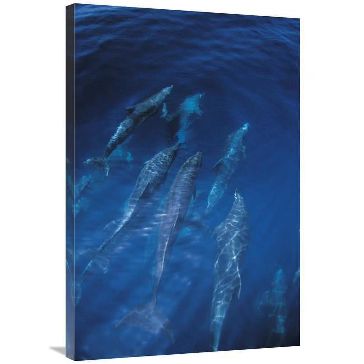 24 x 36 in. Bottlenose Dolphin Pod Art Print T382