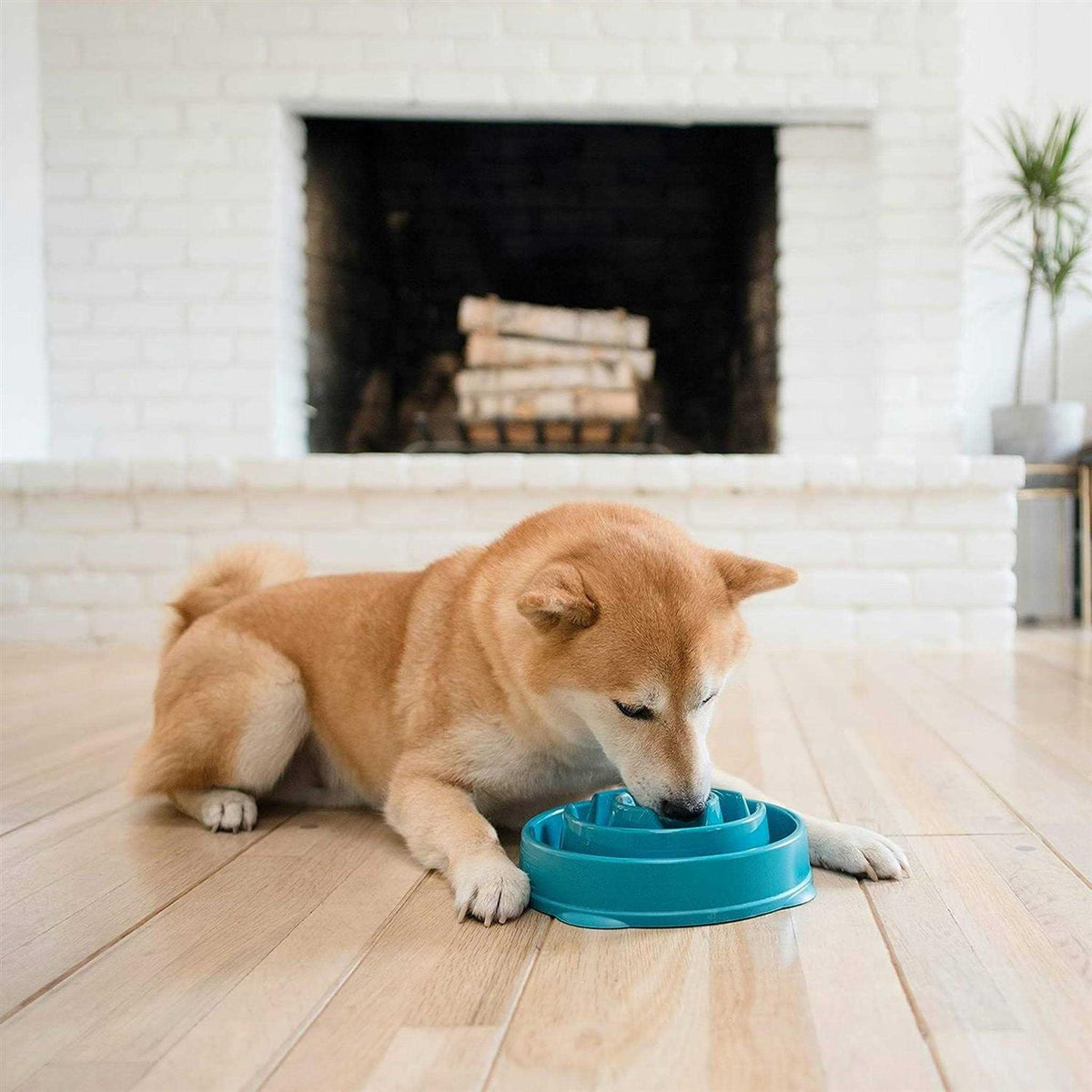 Fun Feeder Bowl I739438