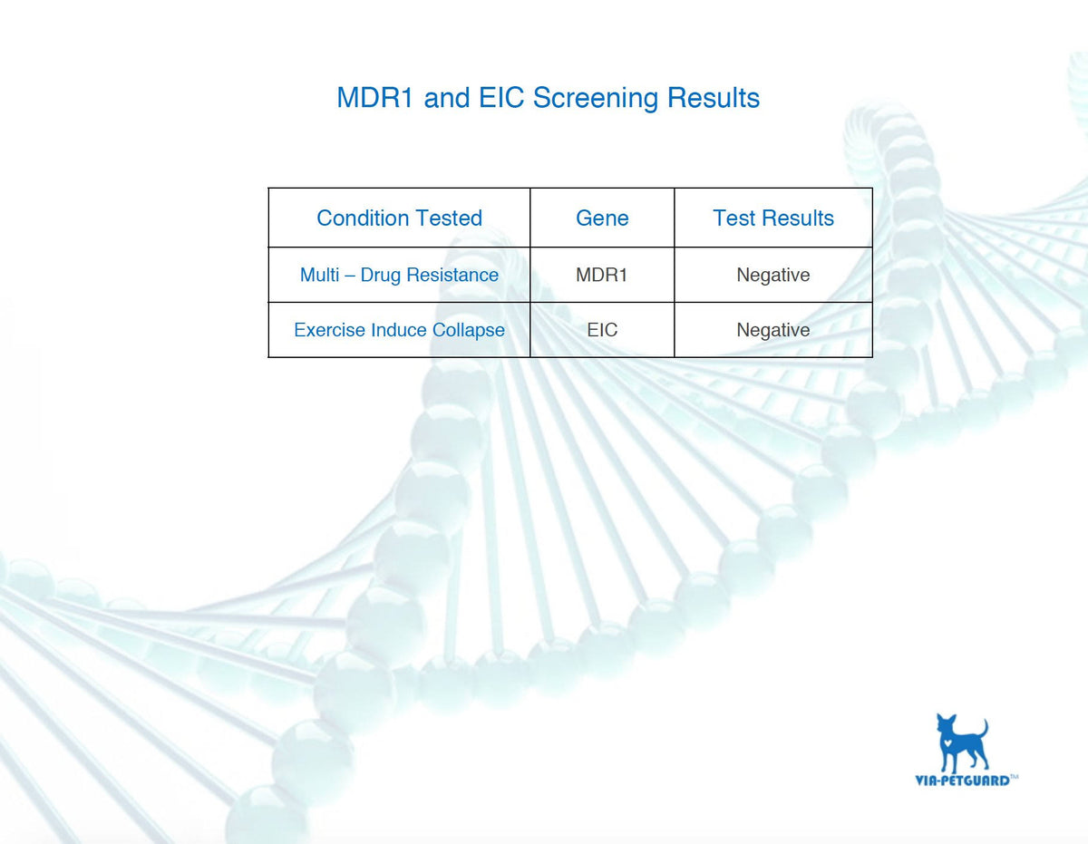 Dog DNA Breed Identification Test Cheek Swab Kit P42870