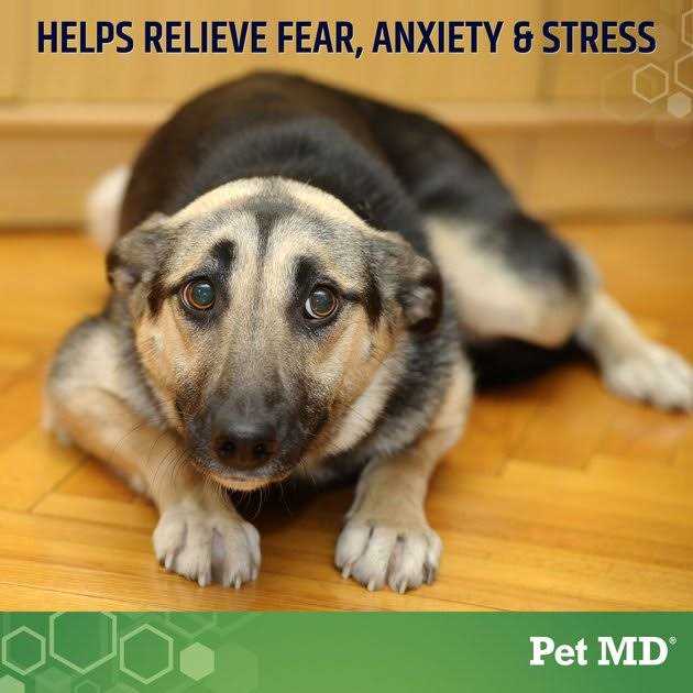 Calming Hemp Soft Chew for Dogs A318