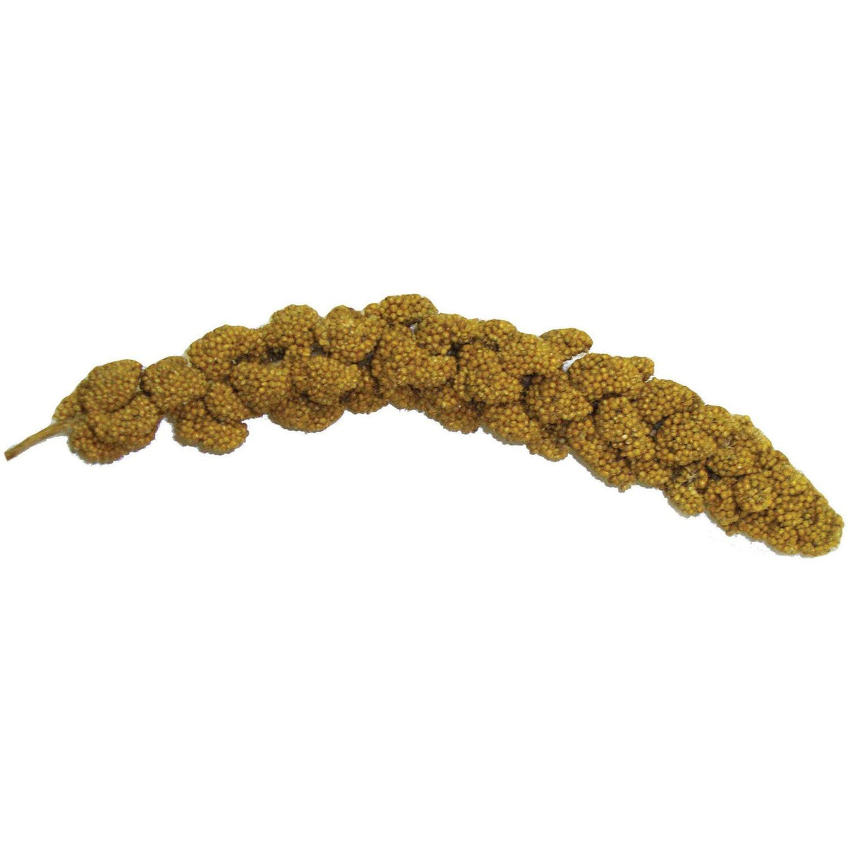 Millet Spray Q283