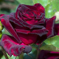 Pink Rose Bush Live Plant L6288