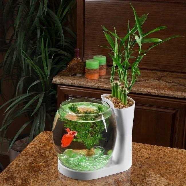 Betta Fish Bowl with Planter G879