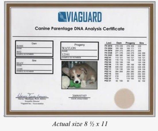 Dog DNA Breed Identification Test Cheek Swab Kit P42870