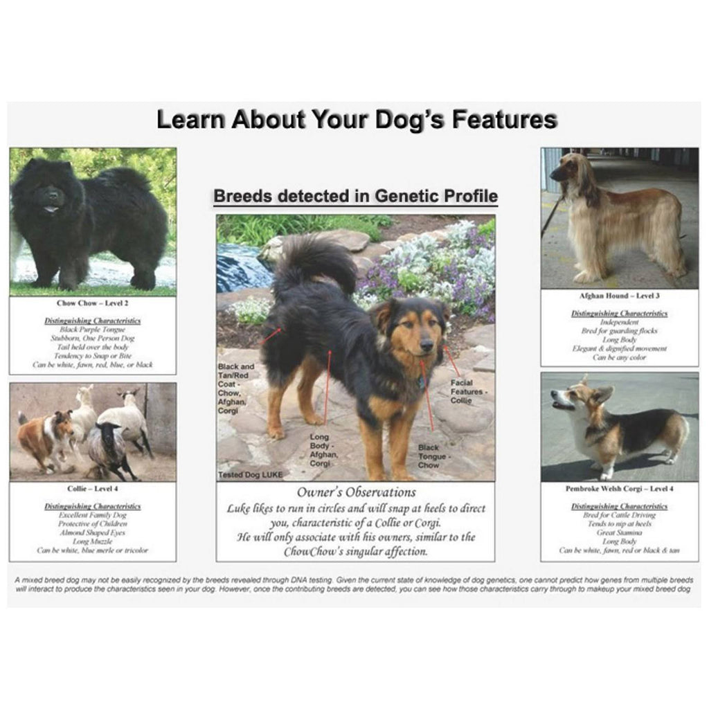 Dog DNA Breed Identification Test Cheek Swab Kit P42870