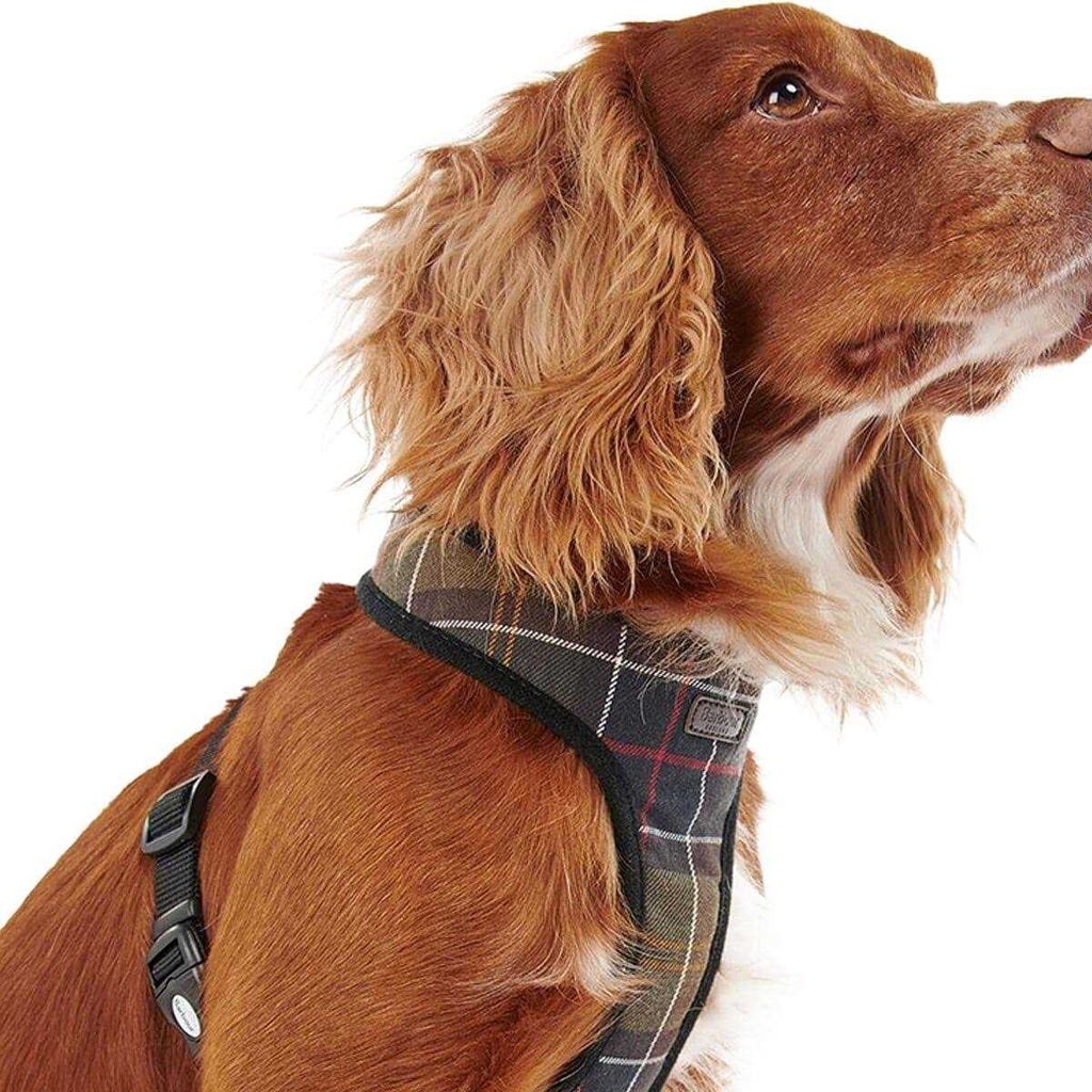 Tartan Dog Harness H92705
