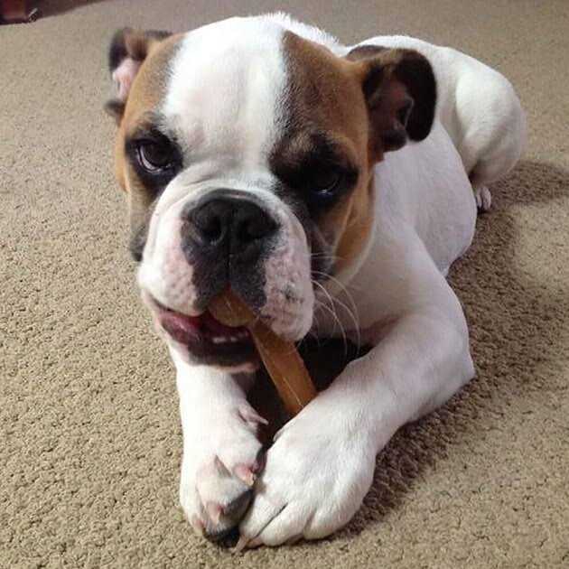 Dog Chew Bone K5458