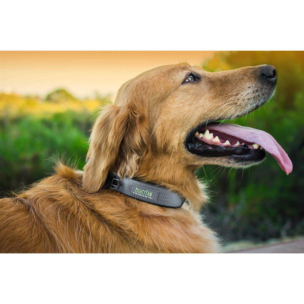 Dog Collar A314