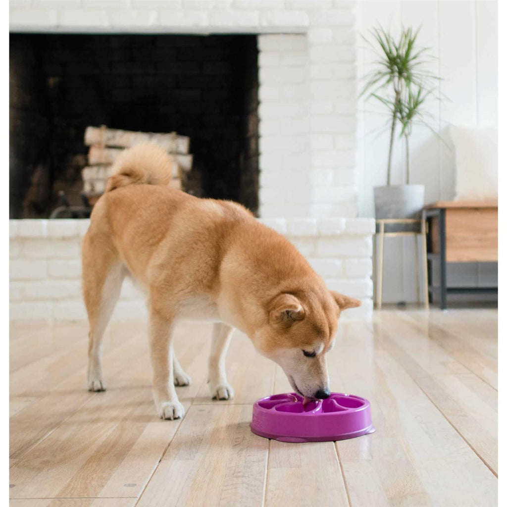 Fun Feeder Bowl I739438