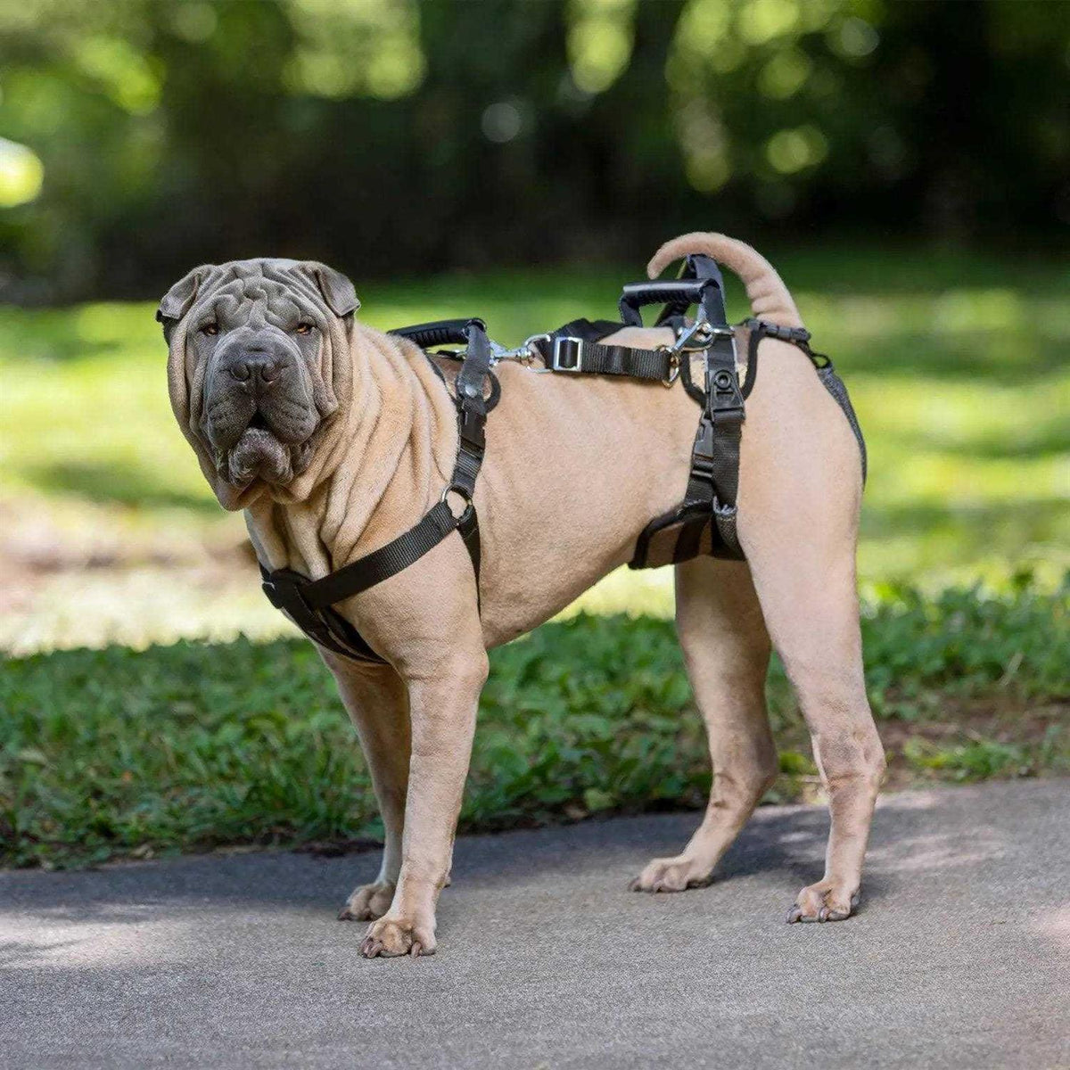 Dog Rear Harness C875