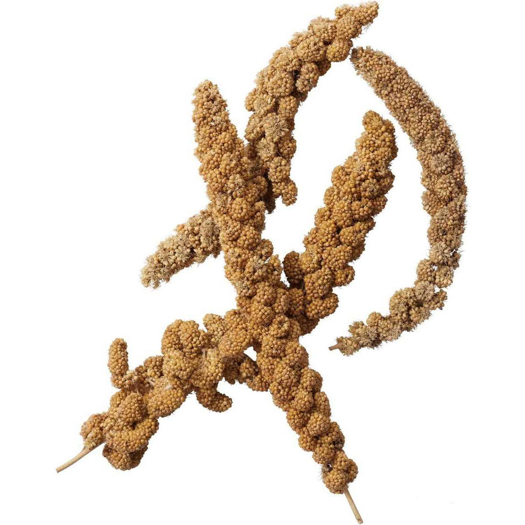 Millet Spray Q283