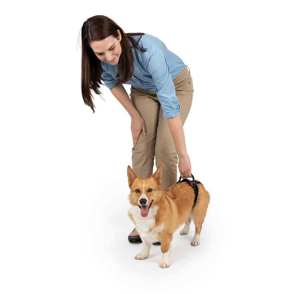 Dog Rear Harness C875