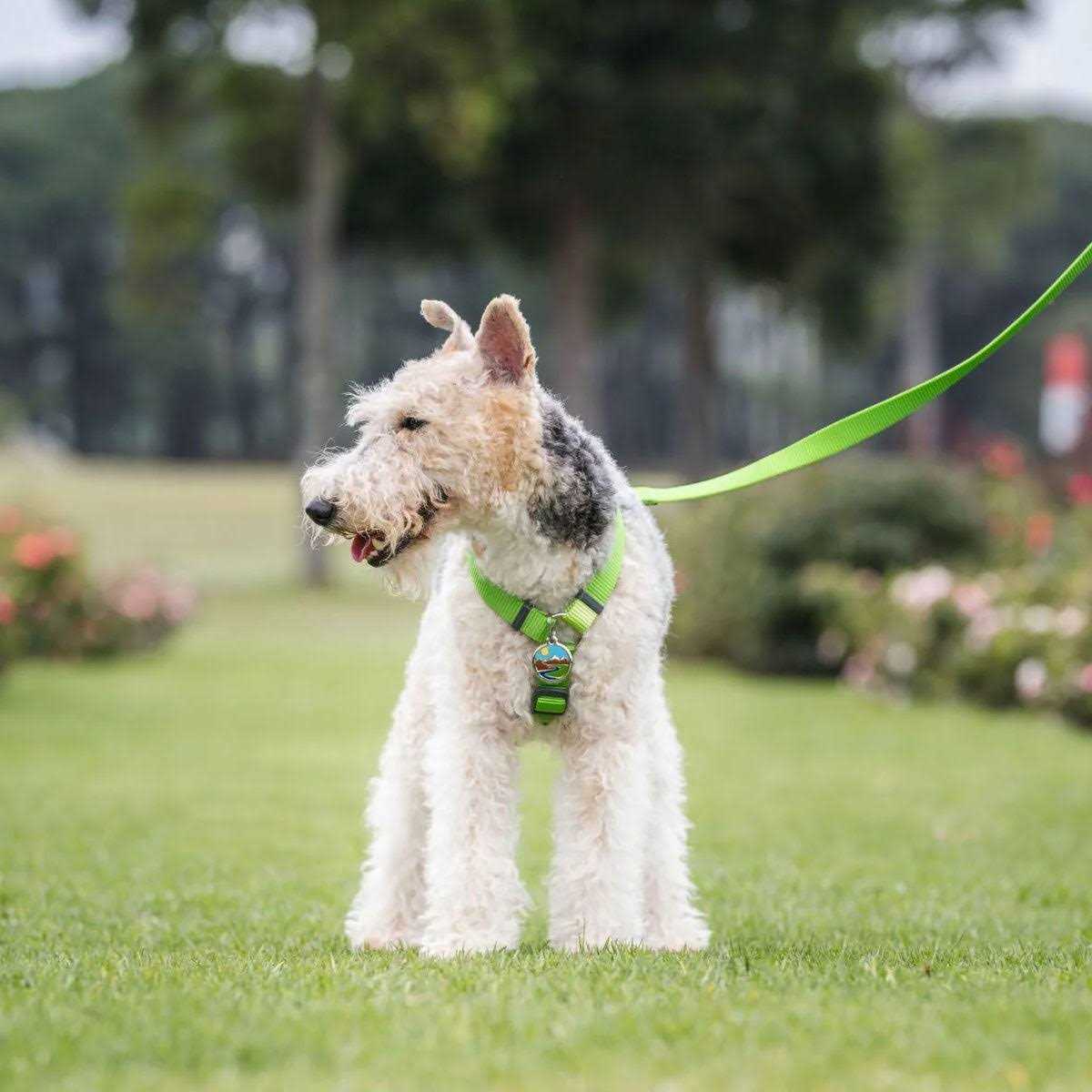 Enamel Pet ID Tag L887024